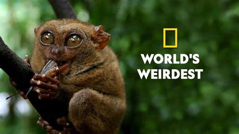 Watch World's Weirdest Web Series Online, All Seasons and Episodes ...