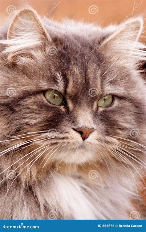 Long-haired Tabby stock image. Image of portraits, cats - 858675