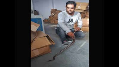 Rat snake rescued from leader shoe manufacturing company | Agra News ...