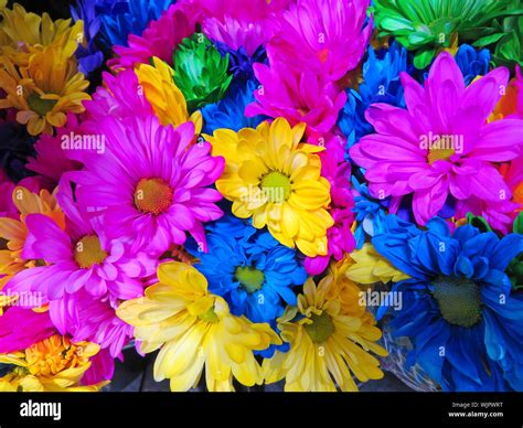 Bright colorful daisies background. Bright festive floral bouquet Stock ...