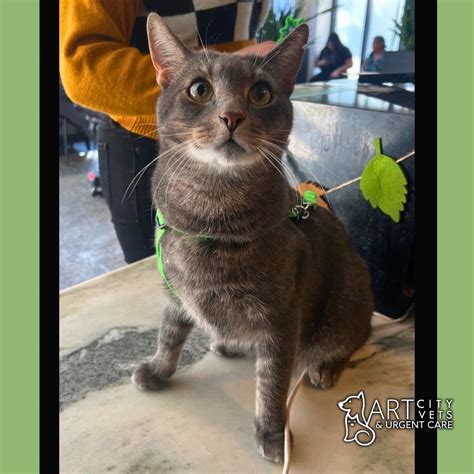 Art City Vets & Urgent Care (@artcityvets) • Instagram photos and videos