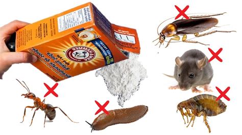 Do Mice Kill Roaches at Beulah Insley blog