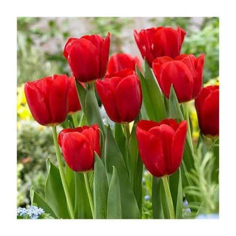 New Red Tulip bulbs seeds Rare Flower Seeds DIY Home Garden plant Easy ...