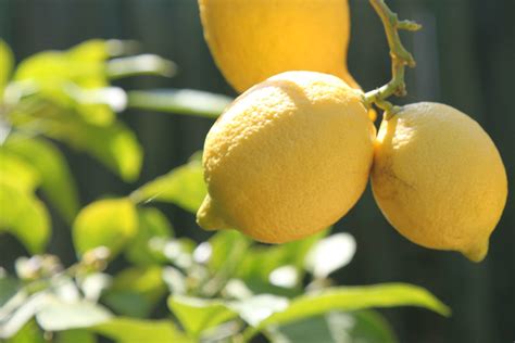 What Is Taste Of A Lemon