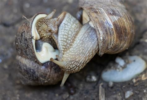 Snails Reproduce at Lupe Hyatt blog