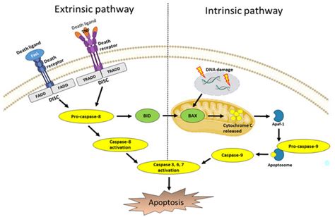 Flavones: Six Selected Flavones and Their Related Signaling Pathways ...