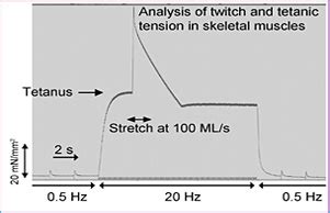 THE SADAYAPPAN LAB, Sakthivel Sadayappan, Sadayappan lab, Myosin ...