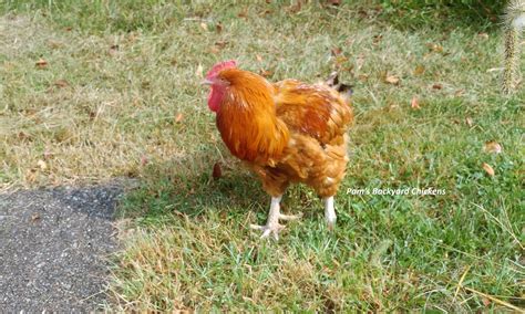 Pam's Backyard Chickens: What do Roosters Eat?