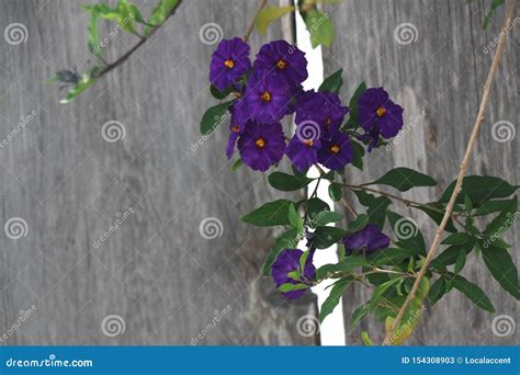 Climbing Vine with Deep Purple Flowers. Stock Image - Image of ...