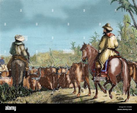 Argentina cattle engraving hi-res stock photography and images - Alamy