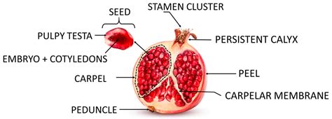 Accurate Botanical Nomenclature: Pomegranate and the ‘Aril’ Misconception