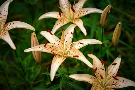 Guide To Growing Tiger Lilies | Family Handyman
