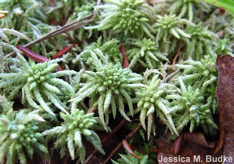 Moss Plants and More: Mosses in the Arctic