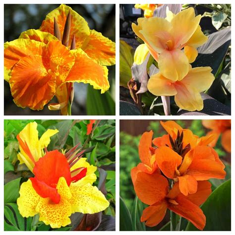 Tall Canna bulbs, low maintenance garden decoration, perennial planting - Walmart.com