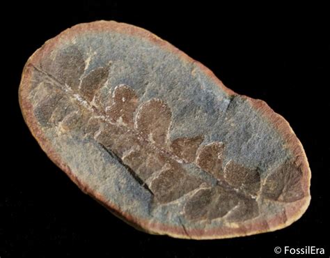Fern Fossil From Mazon Creek - 300 Million Years Old (#2885) For Sale ...