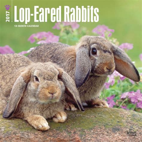 Lop-Eared Rabbits 2017 Calendar : Amazon.in: Books