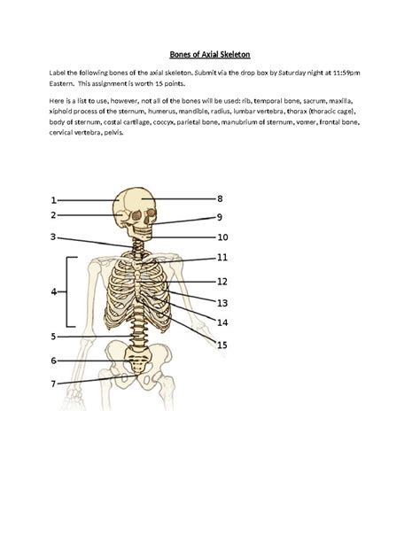 Axial Skeleton Labeling Sheets