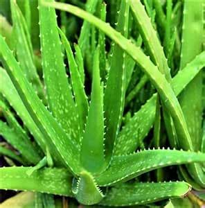 Growcity Aloe Vera Easy Care Succulent Live Plant, Indoor Air Purifier ...