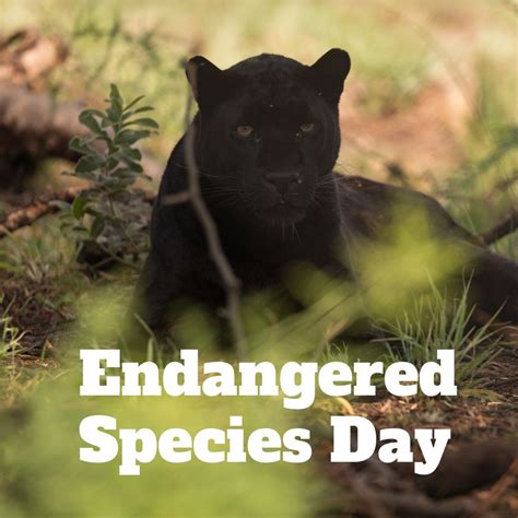 Black Panther Highlighting Endangered Species Awareness - Free Stock ...