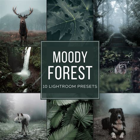 Moody Forest Lightroom Presets Pack