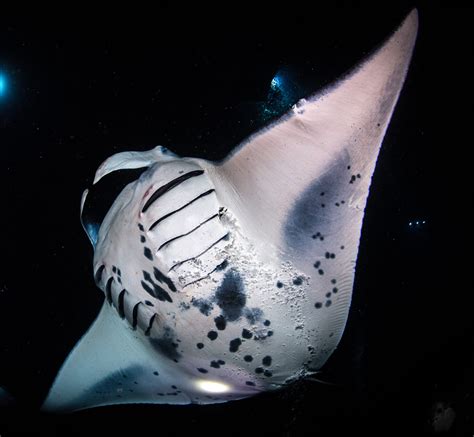 Manta Ray Snorkel | Coral Reef Adventures | Kailua Kona, HI