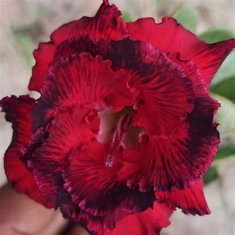 Grafted Adenium (164)