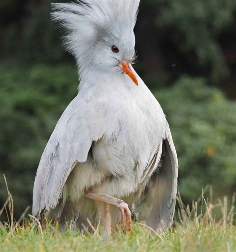 Explore the 35 Incredible 4-Letter Birds - A-Z Animals