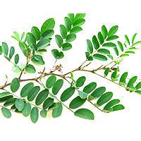 Hibiscus Hair Wash - Tuya Beauty | Tuya