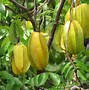 Image result for carambola 杨桃