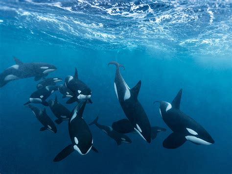 20 Incredible Facts About Orcas - Passport Ocean