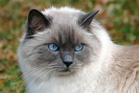 Image result for Ragdoll Engine GUI Script