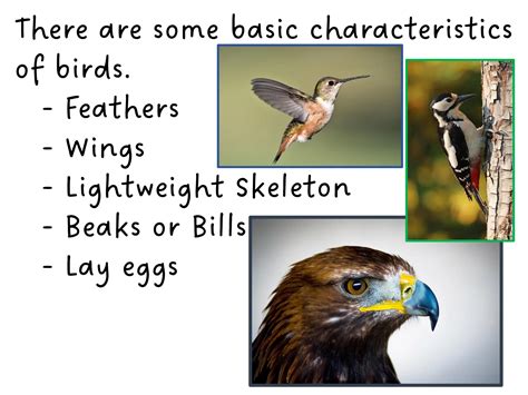 Most Common Bird Characteristics for Kids | PDF