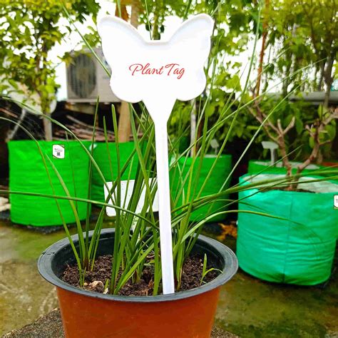 Gloriosa superba (Flame Lily/Glory Lily) Flower Bulbs (05N) Exotic Cli ...