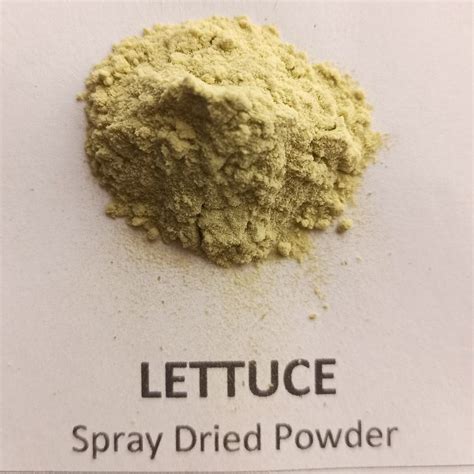 Lettuce Powder Manufacturer Exporter Supplier from Surendranagar India