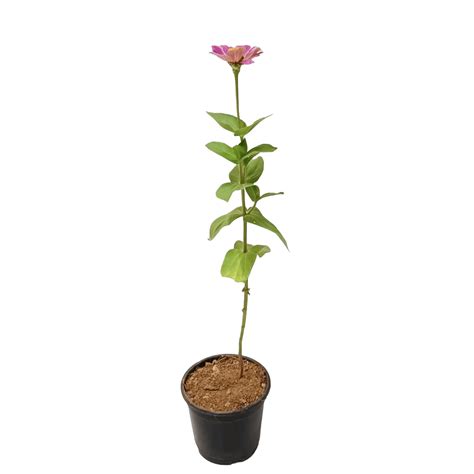 Zinnia Plant – ManBhawan Nursery