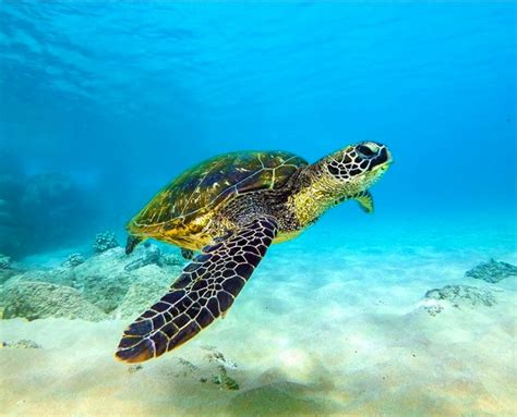 Image result for Turtle Programming Tutorial