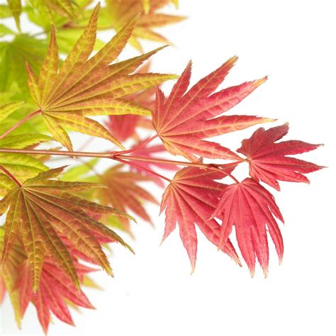 Acer shirasawanum 'Moonrise' Japanese Maple - Japanese Maples South Africa