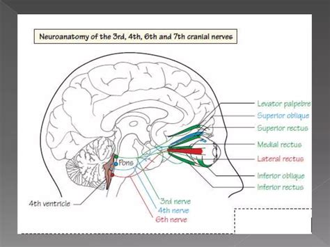 3rd, 4th, & 6th cranial nerve palsy | PPTX