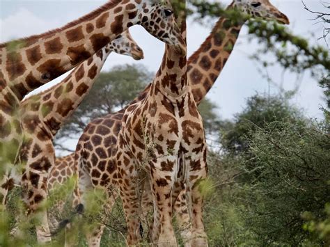 CYMO AFRICAN SAFARIS, UGANDA - All You Need to Know BEFORE You Go 2026 ...