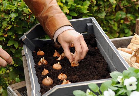 Rezultat imagine pentru Crocus Planting Guide