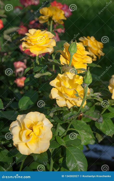 How To Plant Yellow Rose Bush at Charles Banks blog