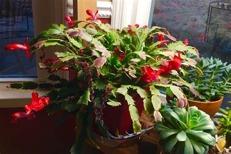 9 Christmas Cactus Care Mistakes Texas Gardeners Should Avoid