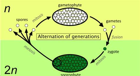 Depict the alternation of generation in a common pteridophyte studied ...