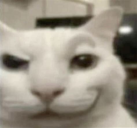 Cat Thinking Meme Tiktok