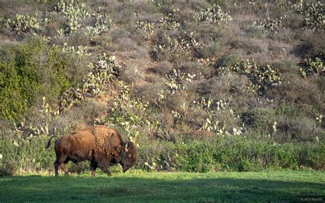 Little Harbor Bison | Catalina Island, California | Mountain ...