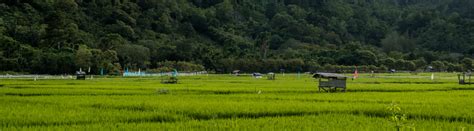 Parliament Basmati Rice