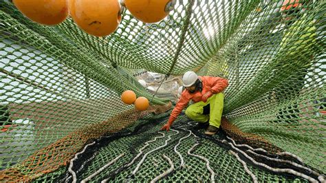 What is bycatch and how can it be managed | Marine Stewardship Council