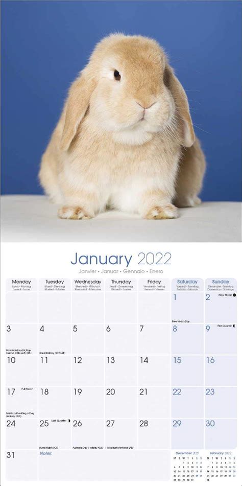 Rabbit Calendar - Cute Animal Calendar - Calendars India | Ubuy