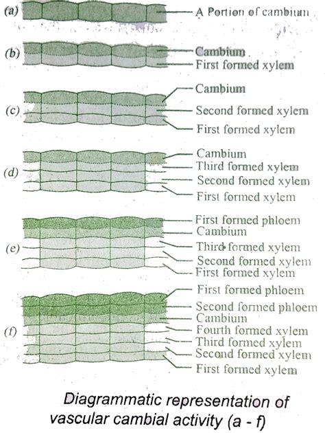 Describe the activity of vascular with the help of diagram.