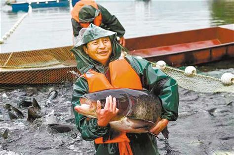 大足：龙水湖水库生态养鱼净化水质_重庆频道_凤凰网
